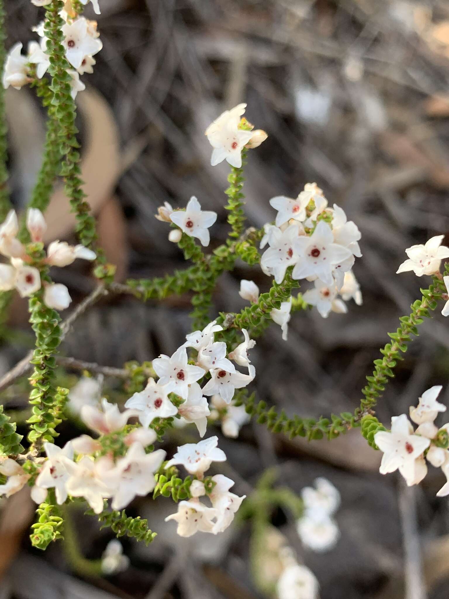 Sivun Epacris microphylla R. Br. kuva