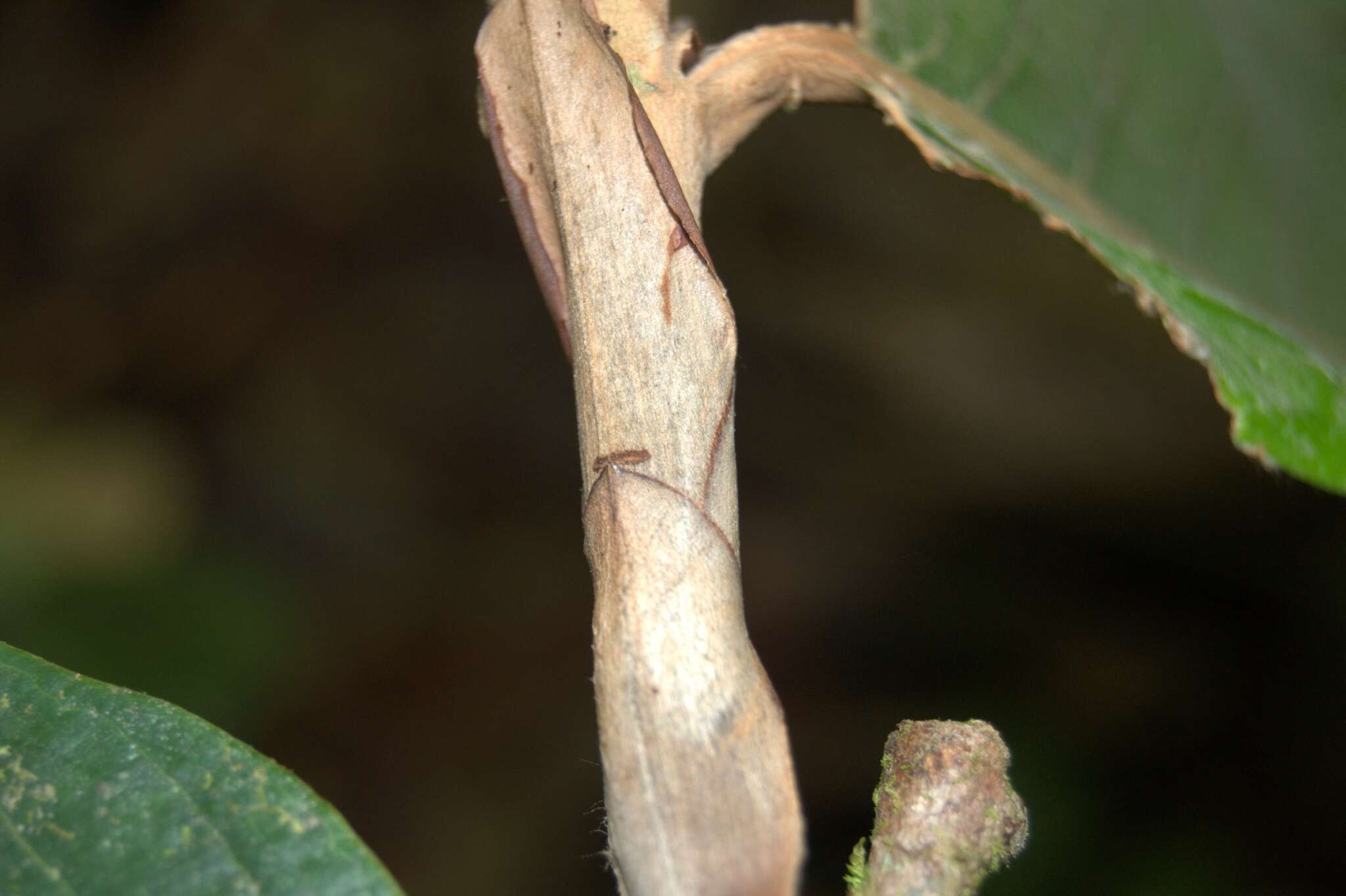 Sivun Licania corniculata G. T. Prance kuva