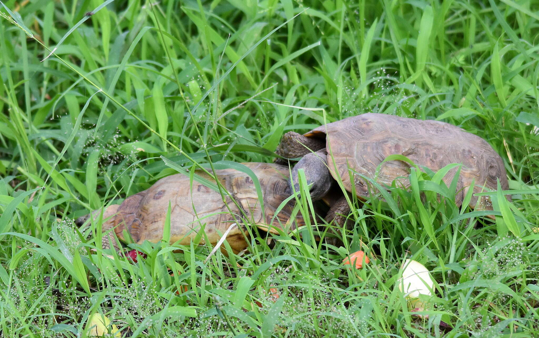 Image of Speke's Hinged Tortoise