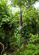 Amorphophallus hirtus N. E. Br. resmi