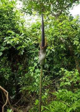 Amorphophallus hirtus N. E. Br. resmi