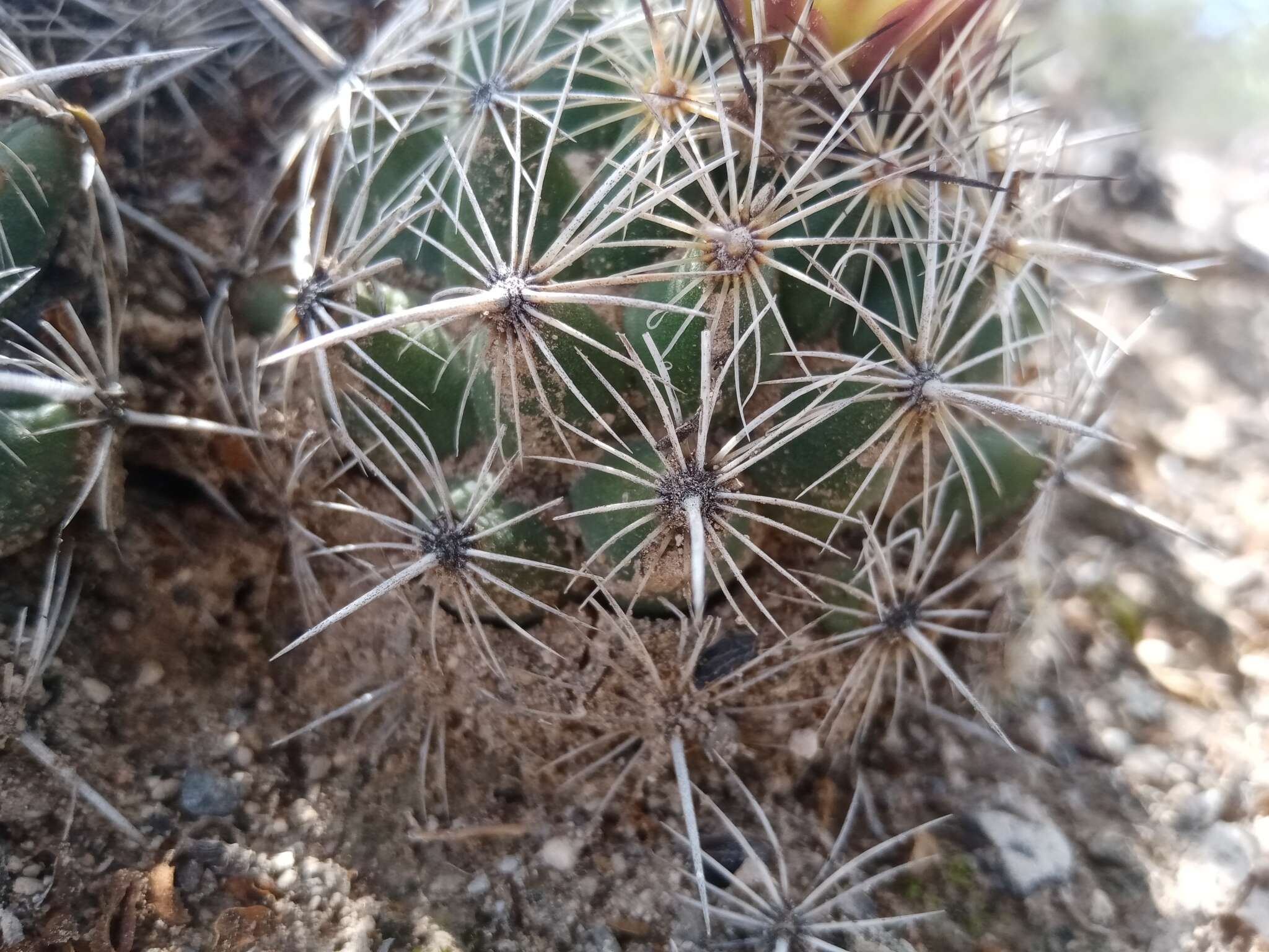 Image of Coryphantha pseudoechinus Boed.