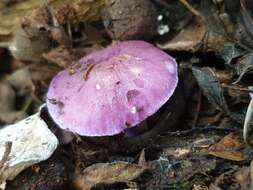 Image de Tricholosporum laeteviolaceum D. A. Reid, Eicker, Clémençon & Cec. Roux 1998