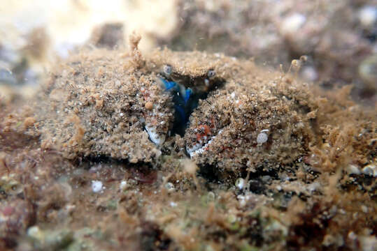 Image of hairy stone crabs