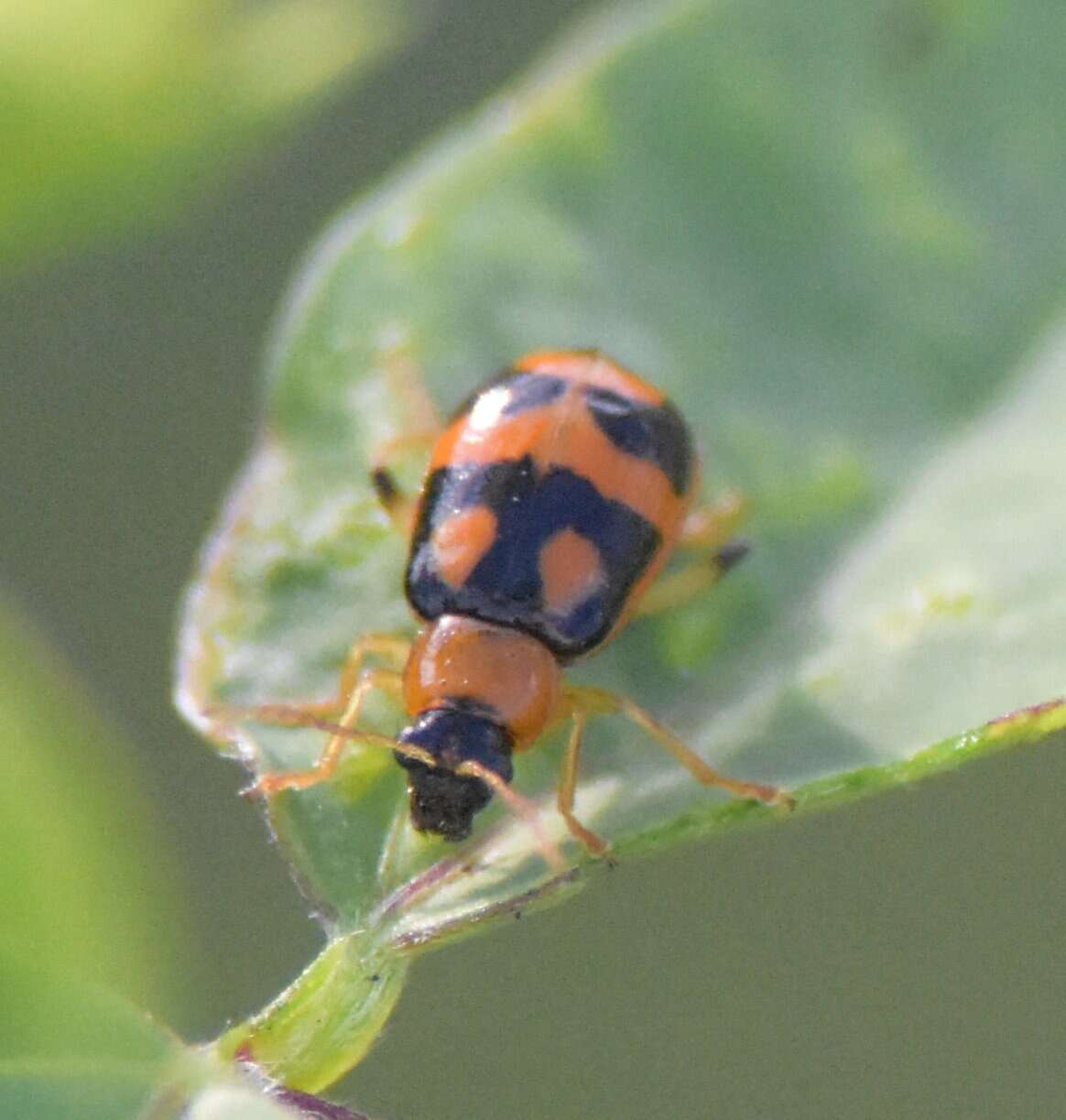 Sivun Cerotoma ruficornis ruficornis (Olivier 1791) kuva