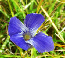 Image of grand fringed gentian