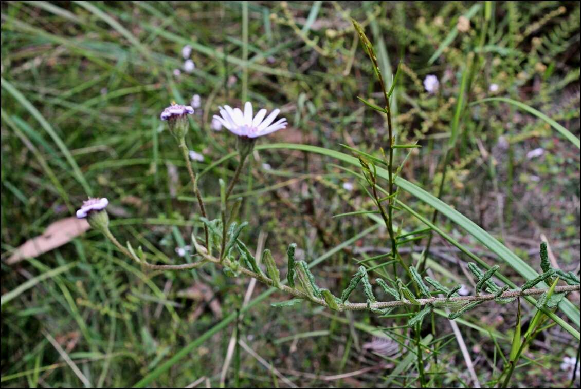 Olearia asterotricha subsp. lobata Messina resmi