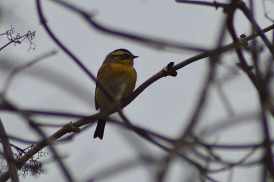 Image of Black-throated Accentor