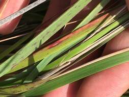 Image of serpentine reedgrass