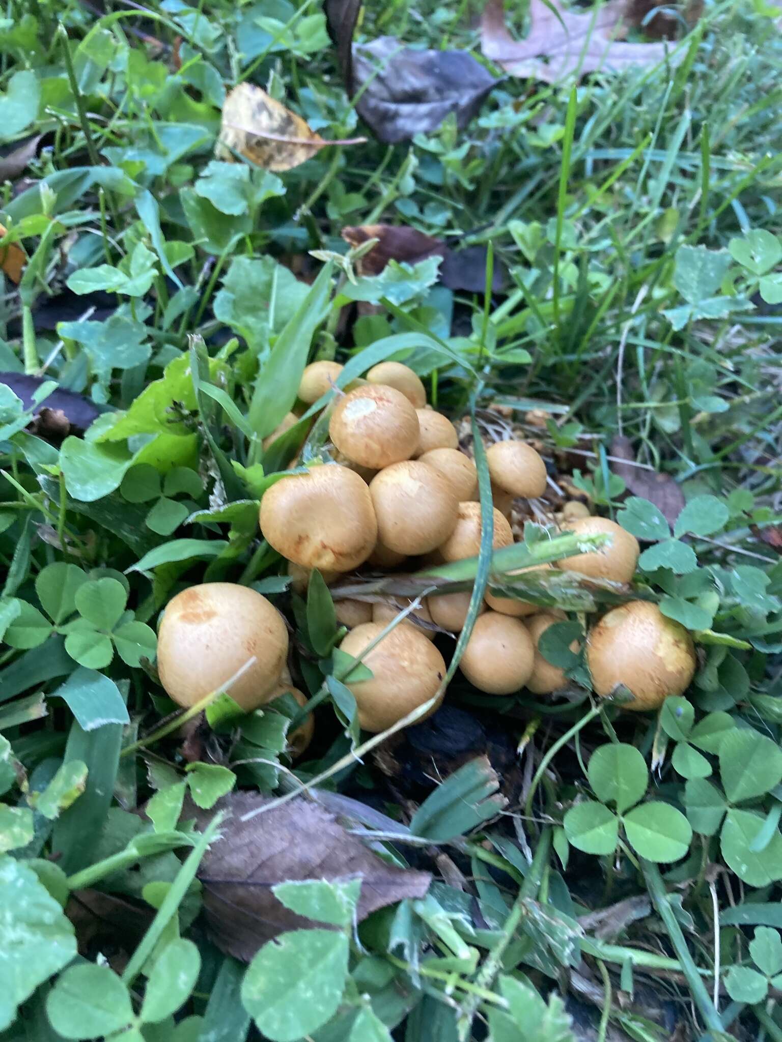 Image de Gymnopilus subspectabilis Hesler 1969