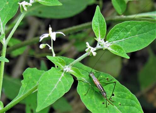 Слика од Conocephalus (Anisoptera) borellii (Giglio-Tos 1897)