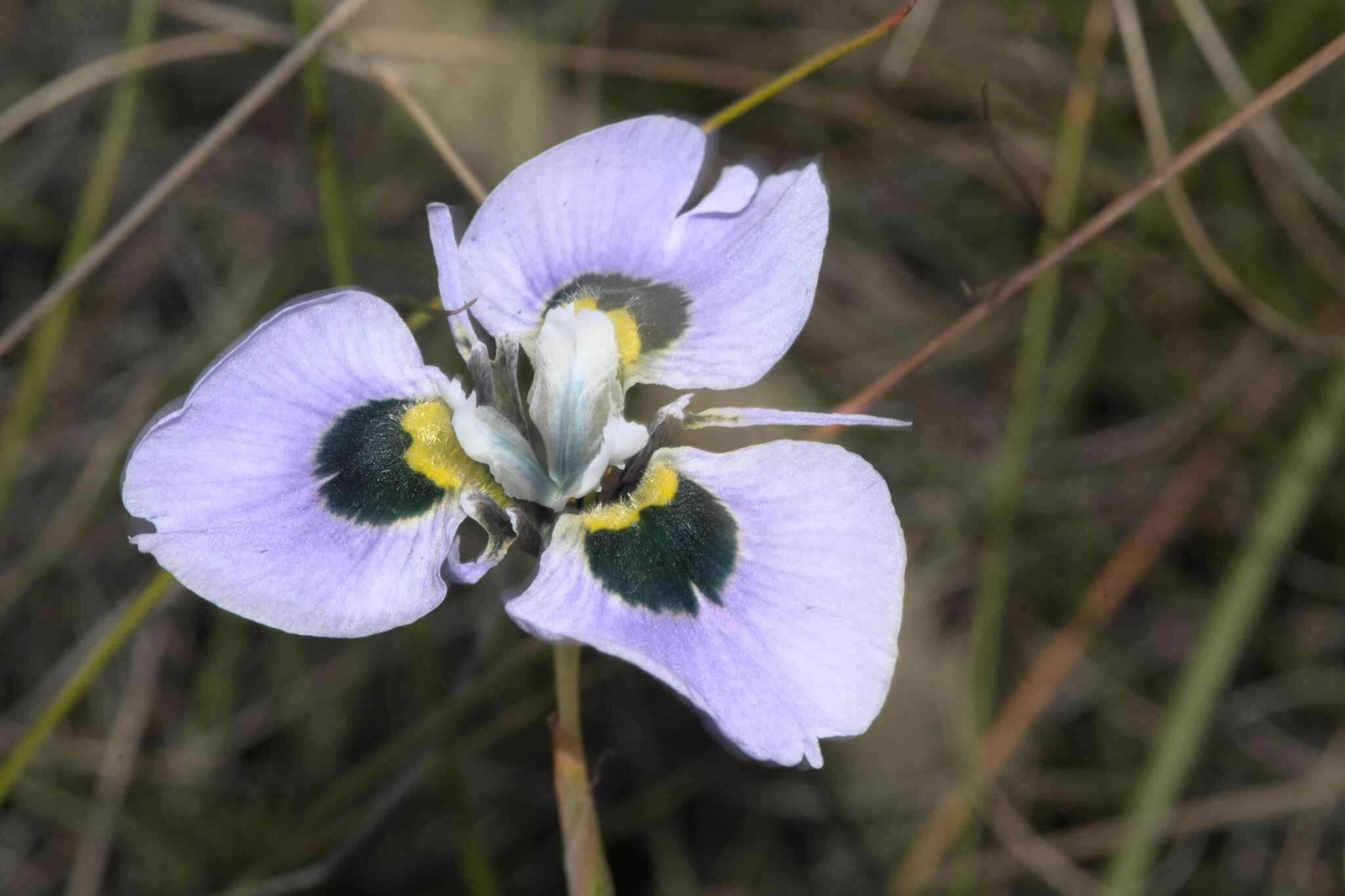 Image of Peacock moraea