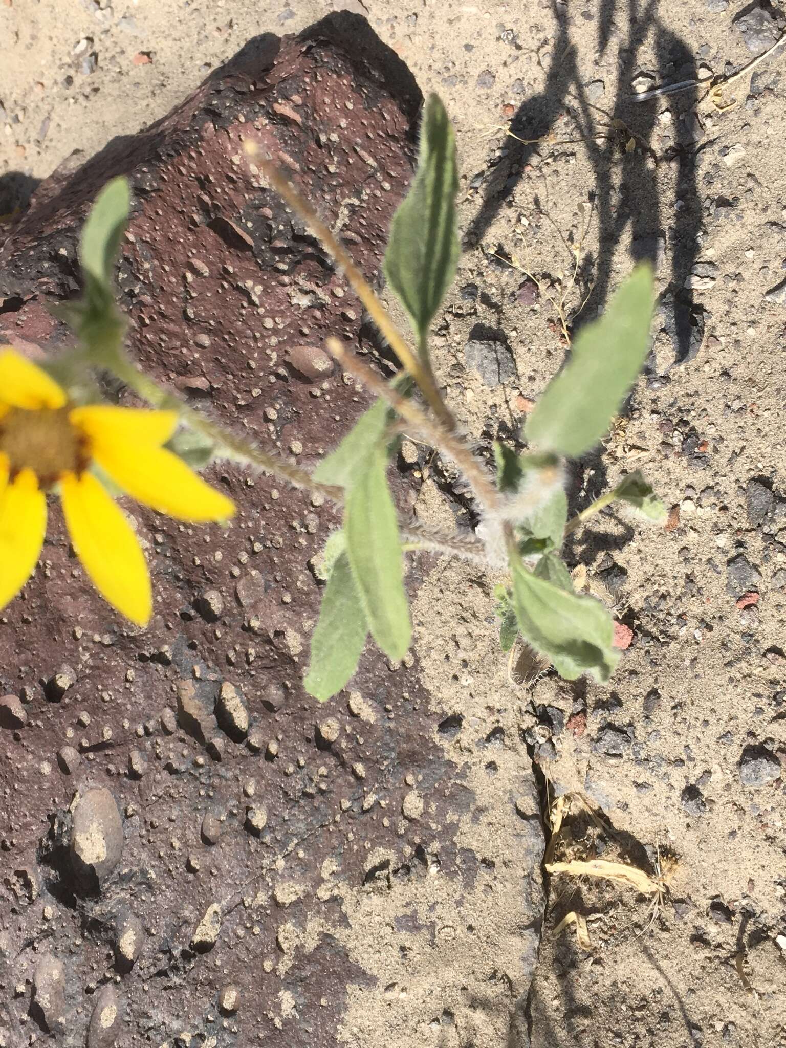 Image of Helianthus deserticola Heiser