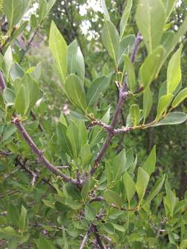 Forestiera pubescens var. pubescens resmi