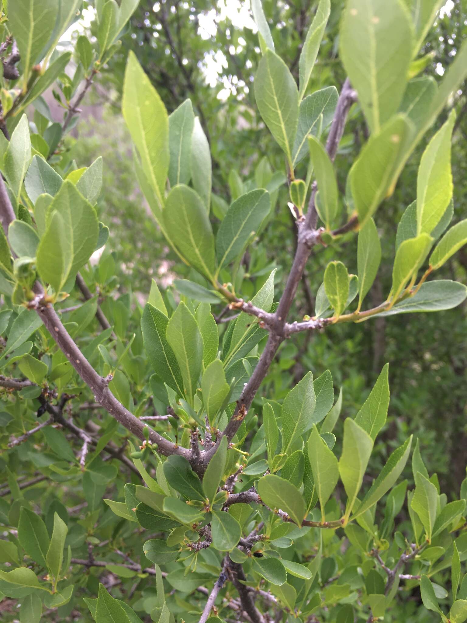 Forestiera pubescens var. pubescens resmi