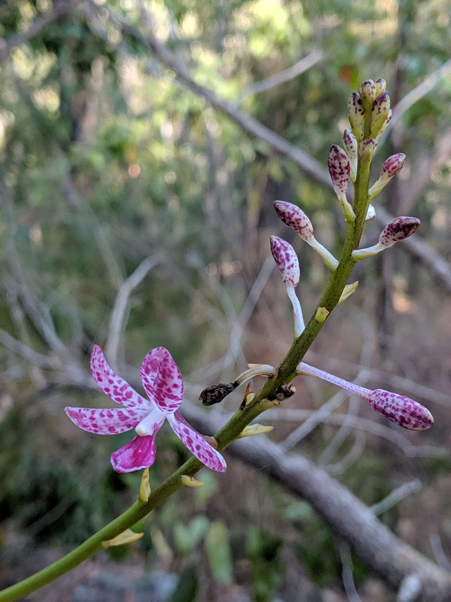 Image of Leafy hyacinth orchid