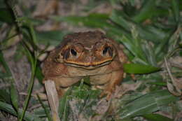 Image of Cururu Toad