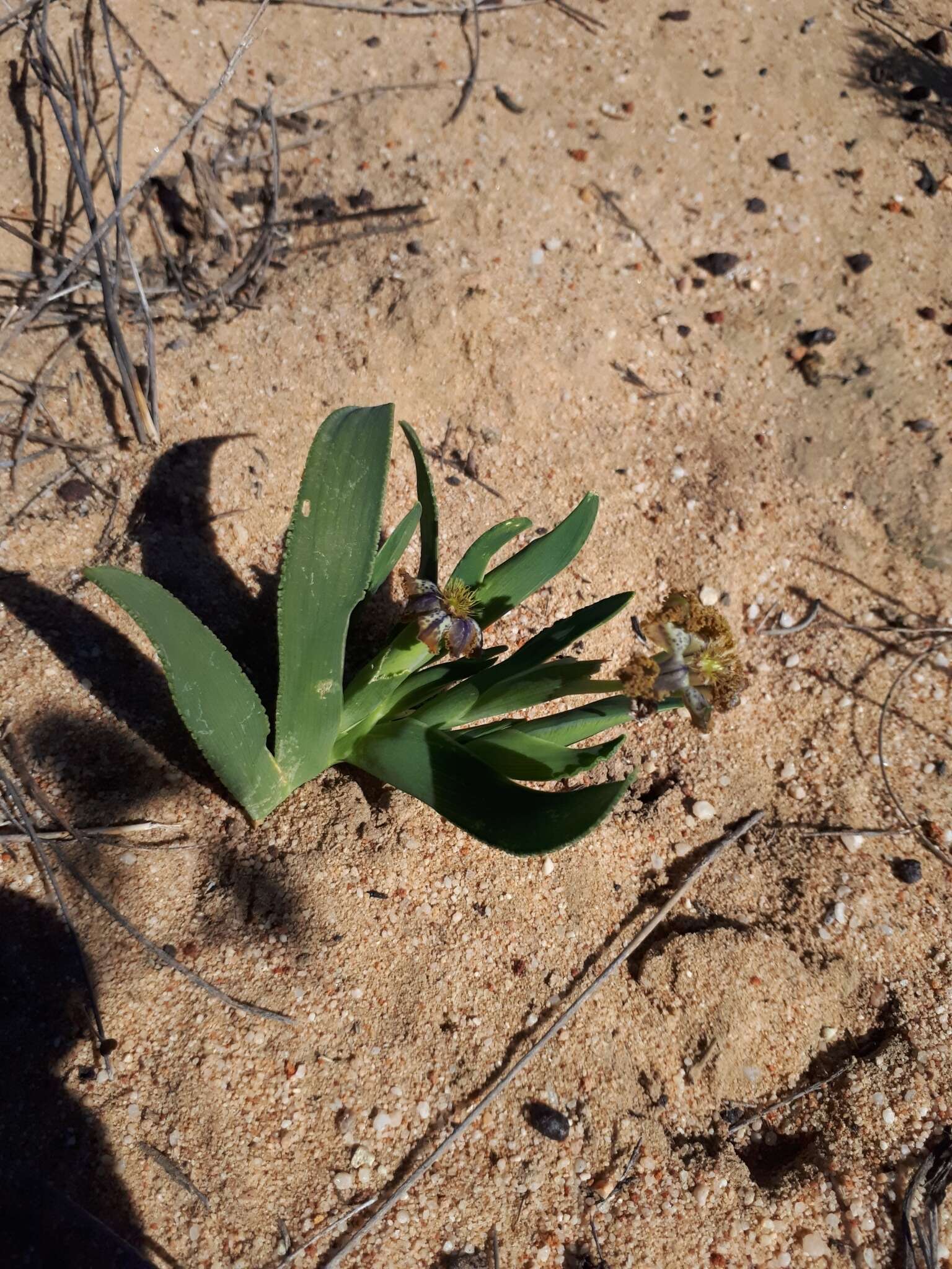 Image of Ferraria uncinata Sweet