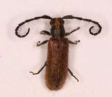 Sophronica nigricollis Breuning 1940的圖片