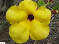 Image of Uncarina grandidieri (Baill.) Stapf