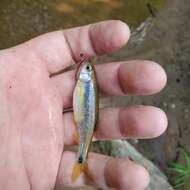 Image of Tallapoosa shiner