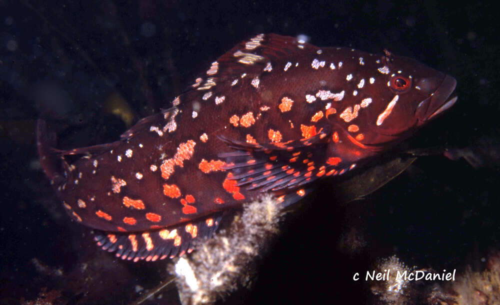 Image of Rock greenling