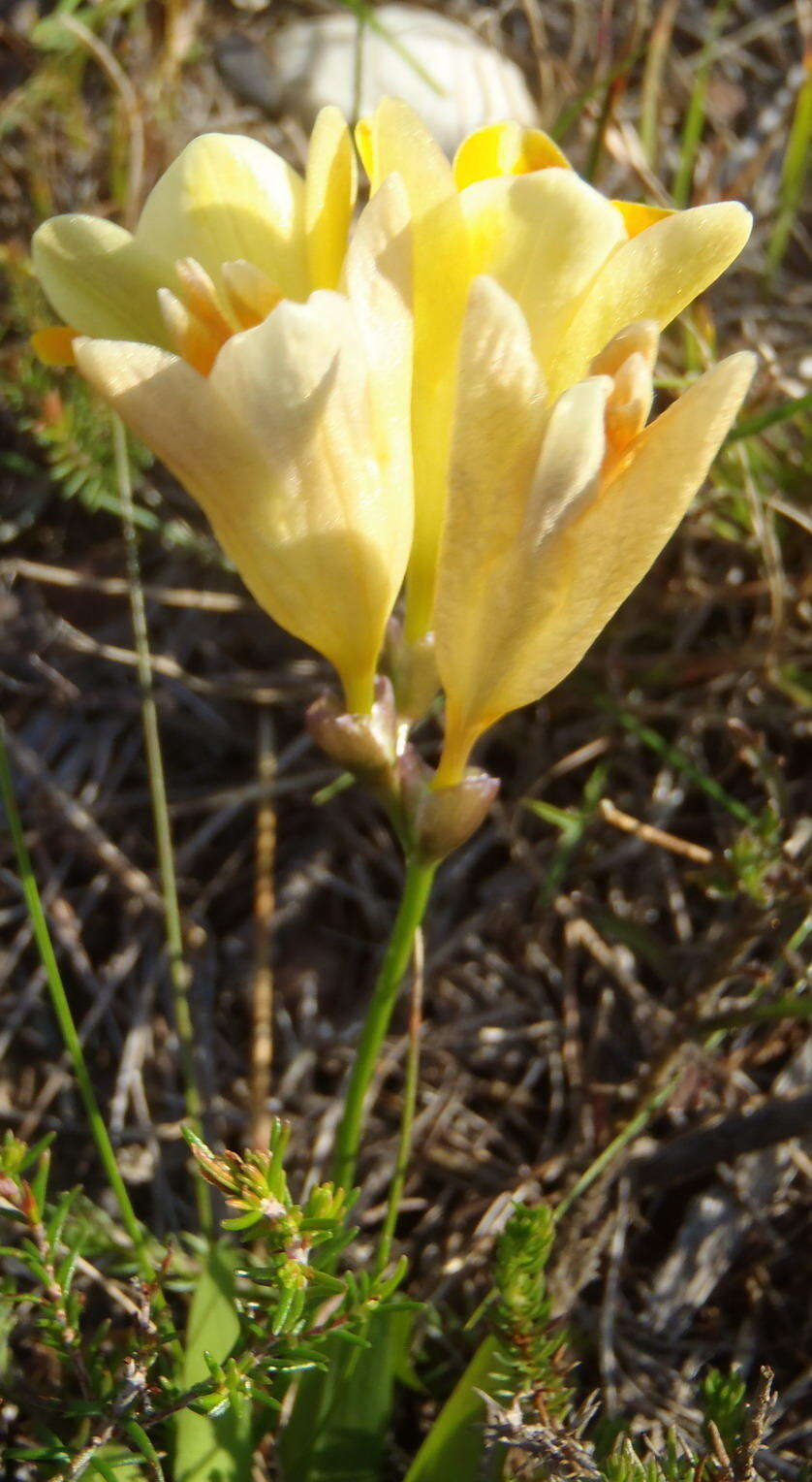 Freesia fergusoniae L. Bolus resmi