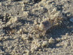 Image of Atlantic Ghost Crab