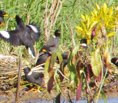 Image of Collared Myna