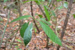 Image of Chrysochlamys nicaraguensis (Oerst.) Hemsl.