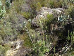 Image of Leucadendron diemontianum I. J. M. Williams