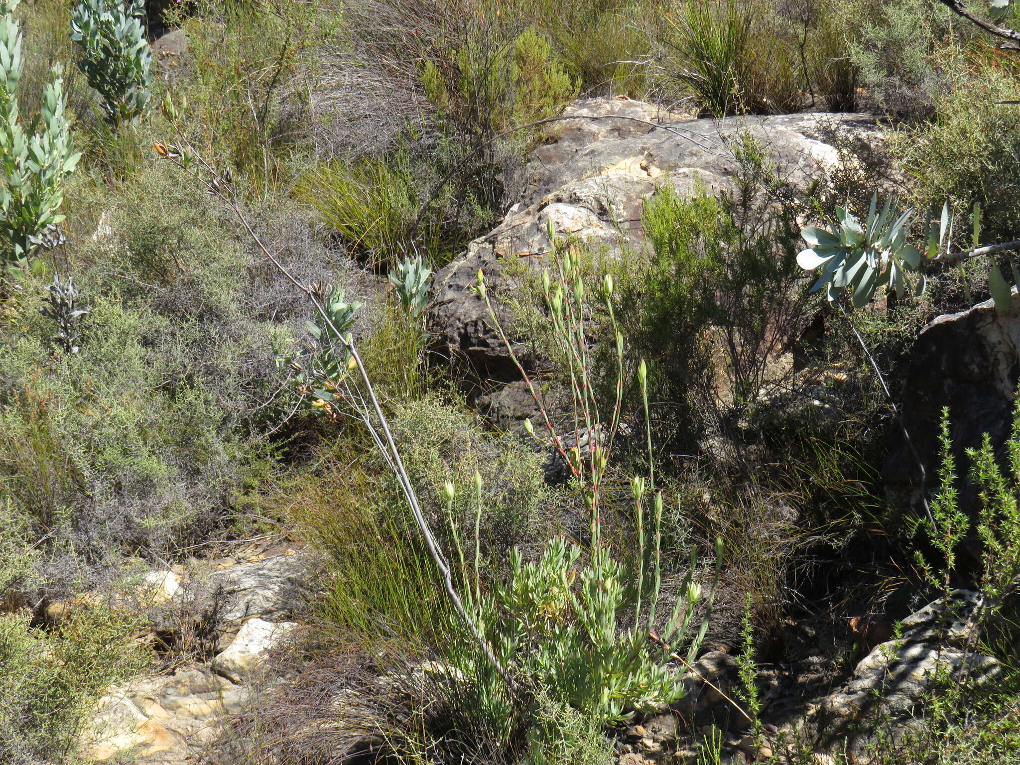 Image of Leucadendron diemontianum I. J. M. Williams