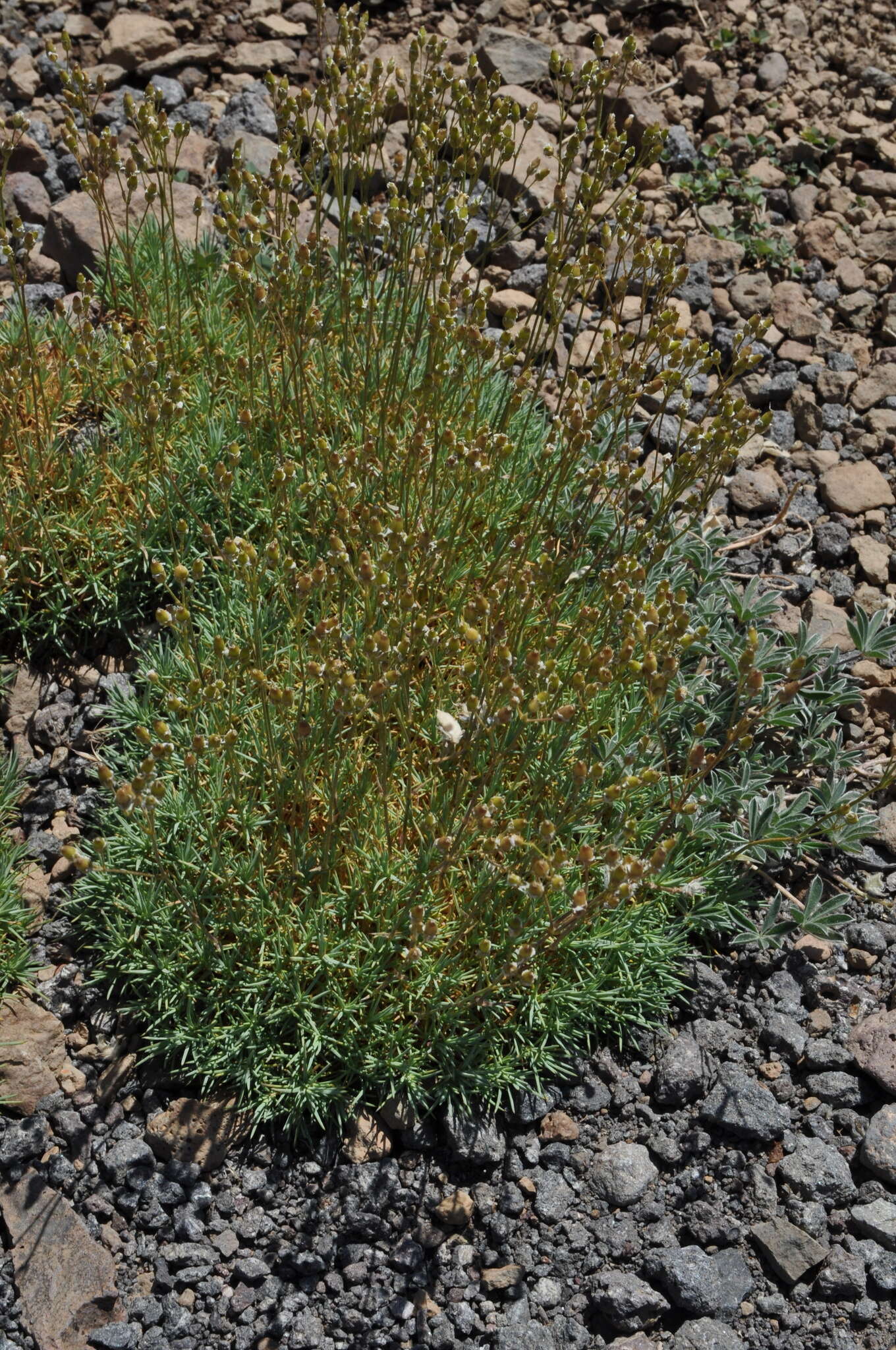 Image of prickly sandwort