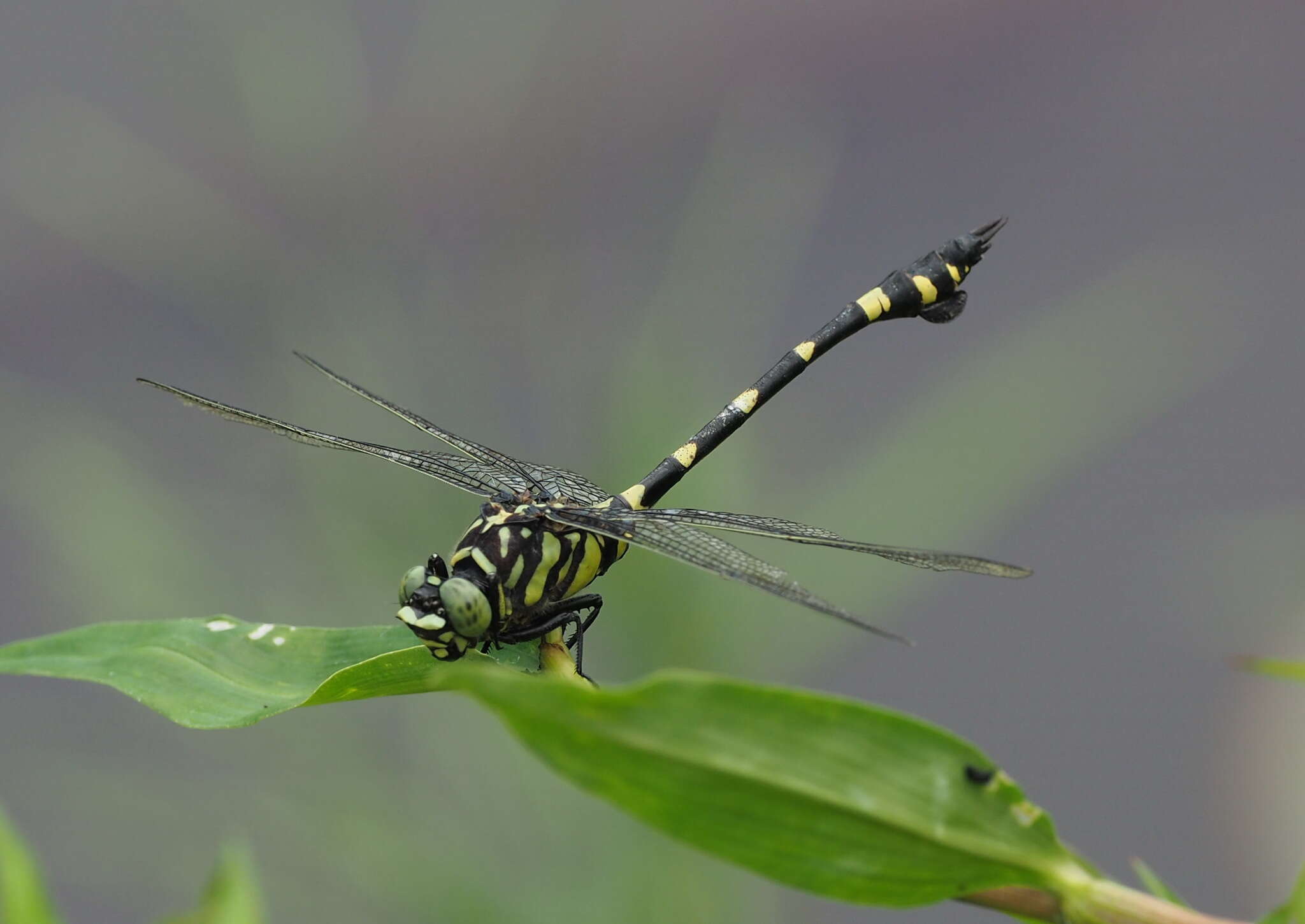 صورة Ictinogomphus rapax (Rambur 1842)