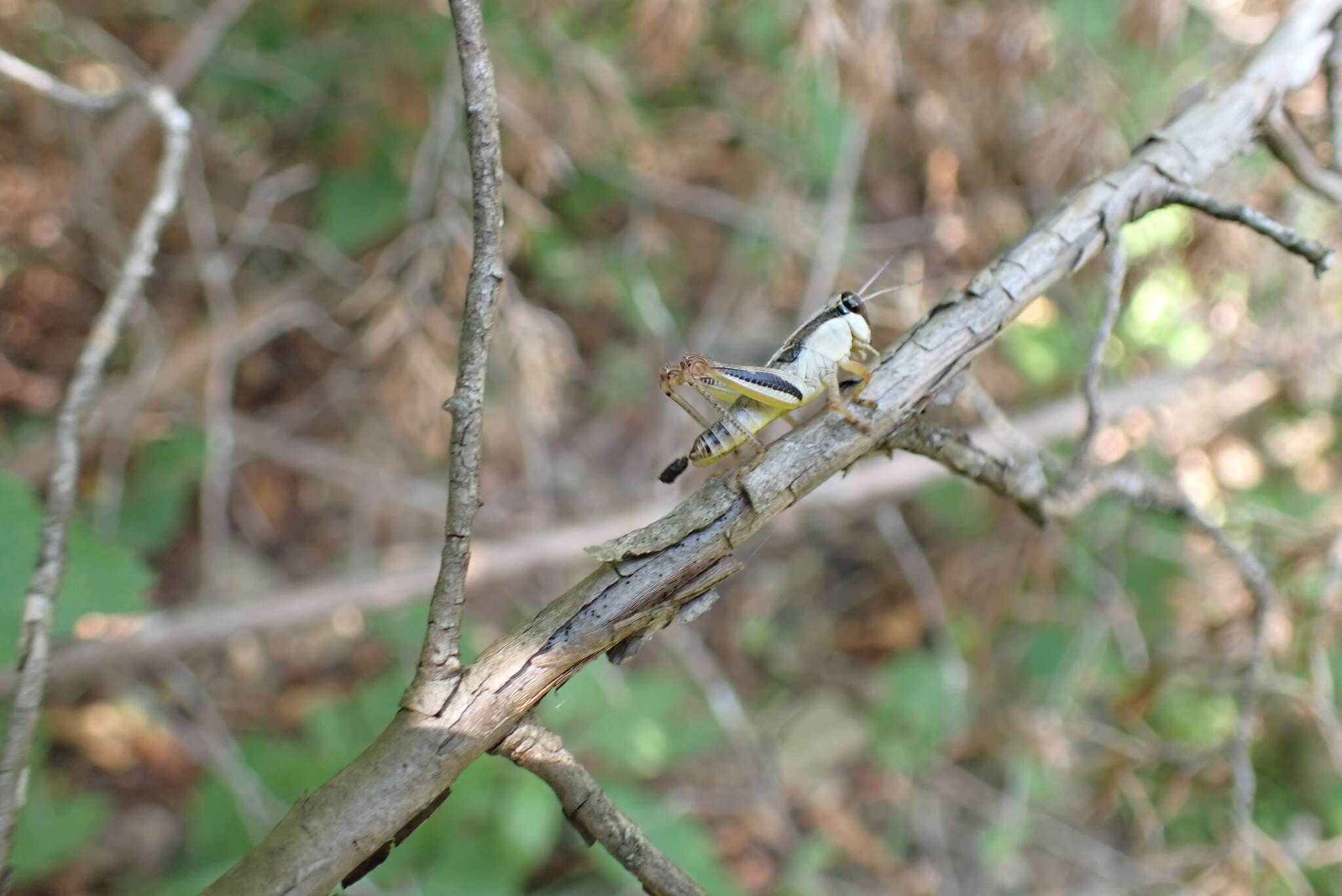 Melanoplus keeleri Thomas & C. 1874的圖片