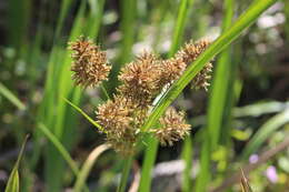 Imagem de Cyperus latifolius Poir.