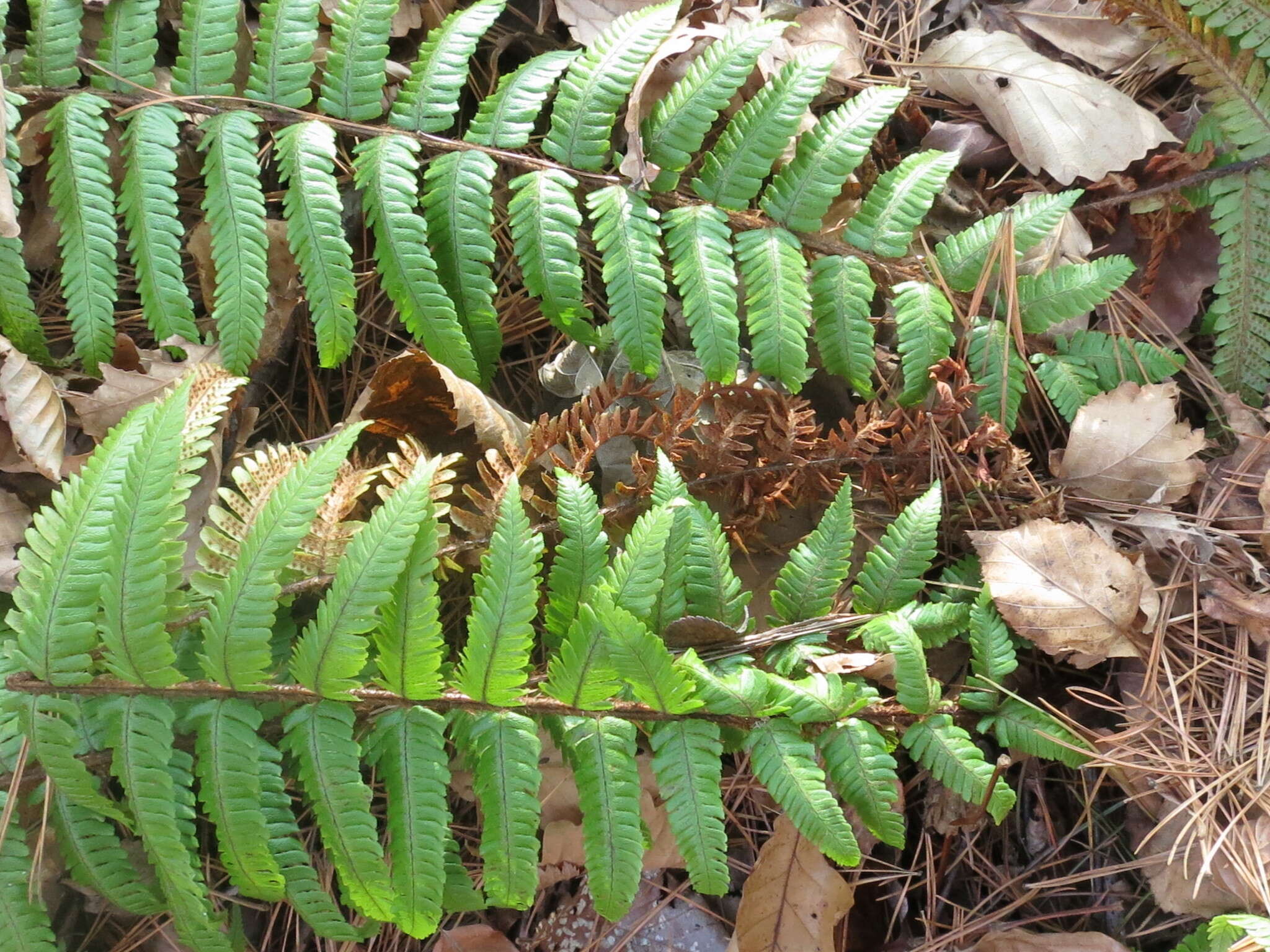 Image of Dryopteris crassirhizoma Nakai