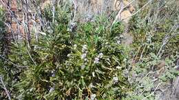 Image of hairy yerba santa