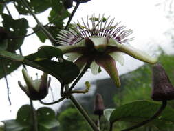 Image de Passiflora tatei Killip & Rusby