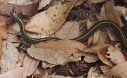 Image of Thamnophis atratus atratus (Kennicott ex Cooper 1860)