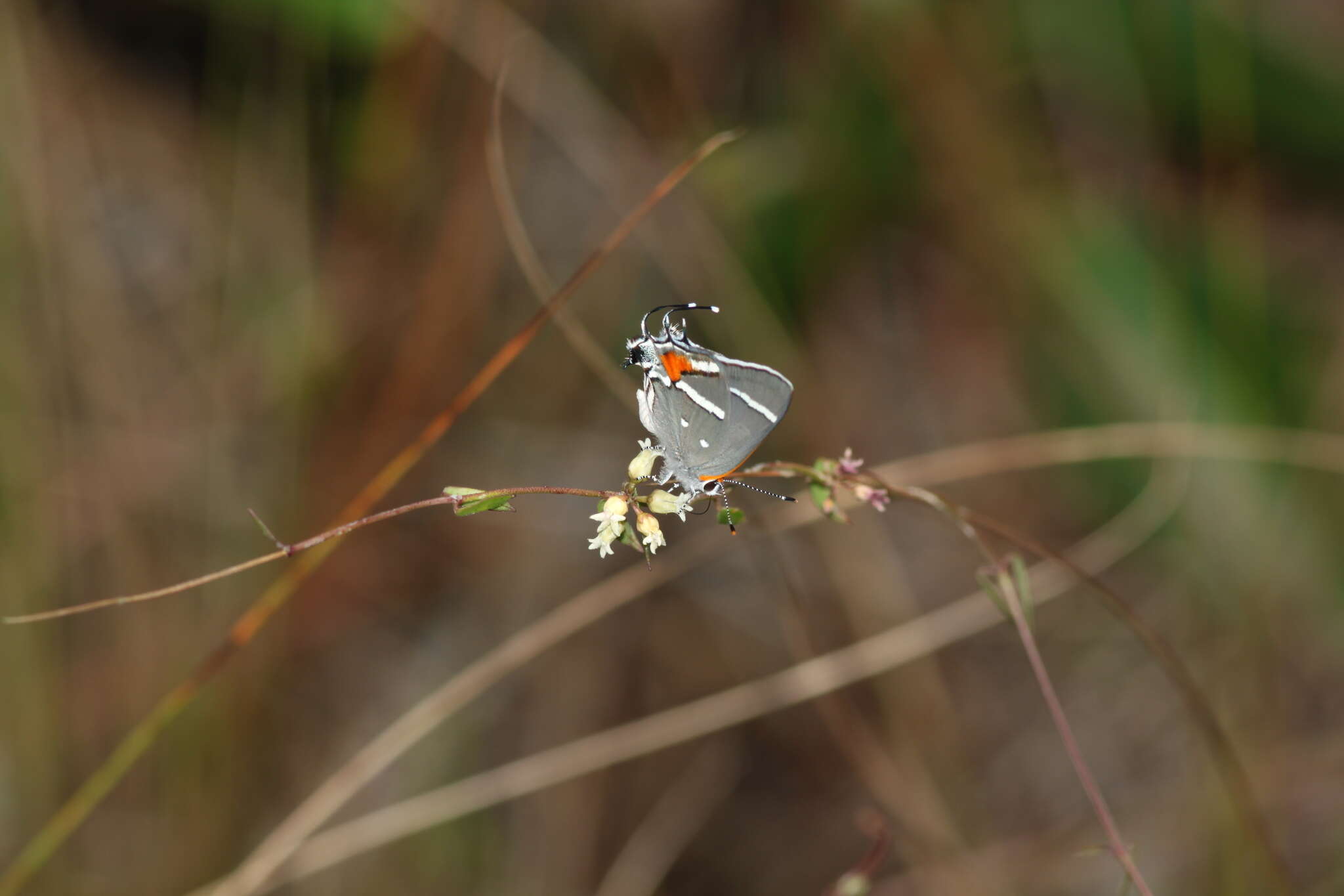 Image of Bartram's hairstreak Butterfly