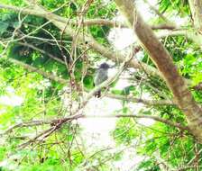 Image of Barred Antshrike