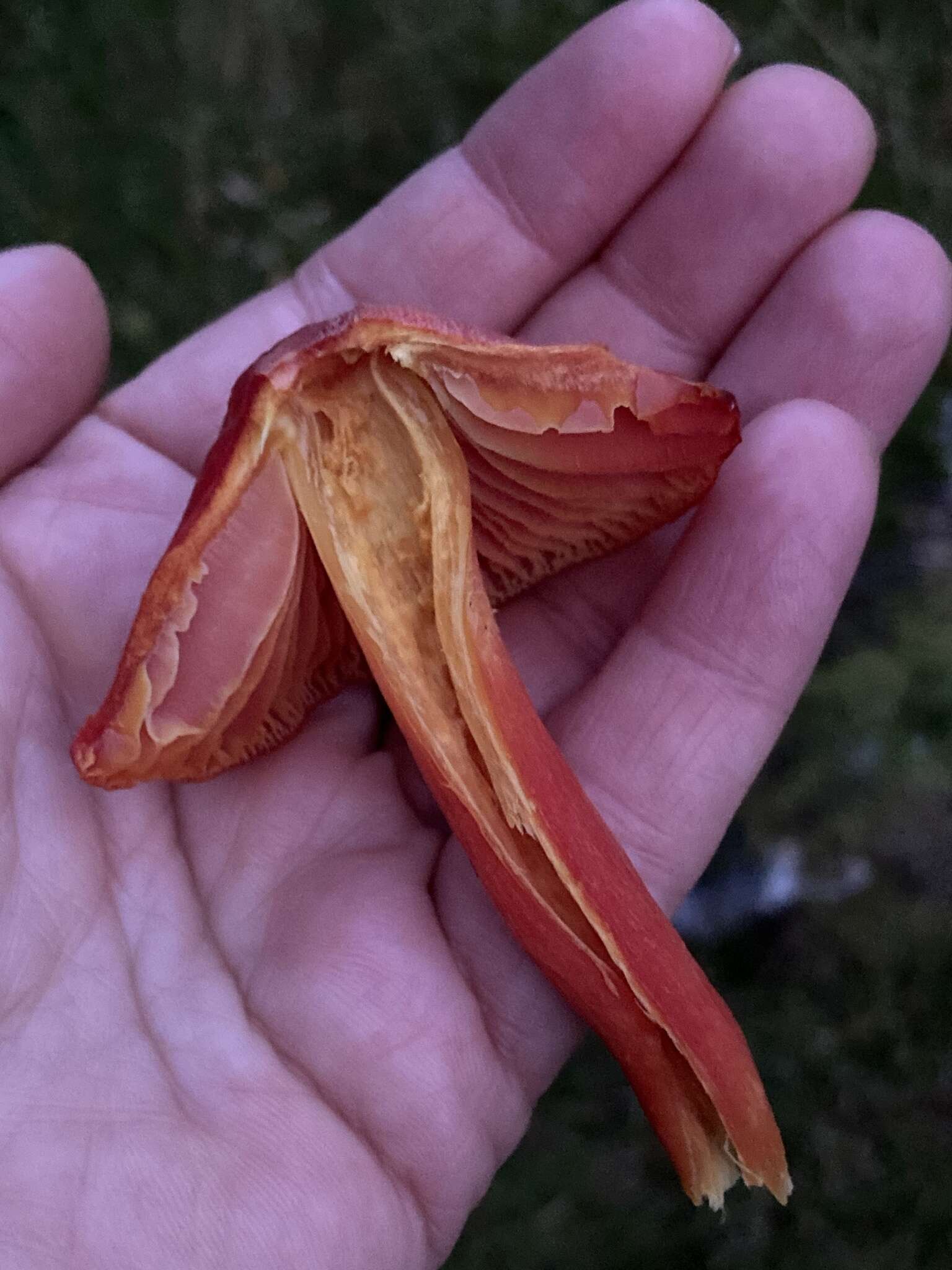 Sivun Hygrocybe splendidissima (P. D. Orton) M. M. Moser 1967 kuva