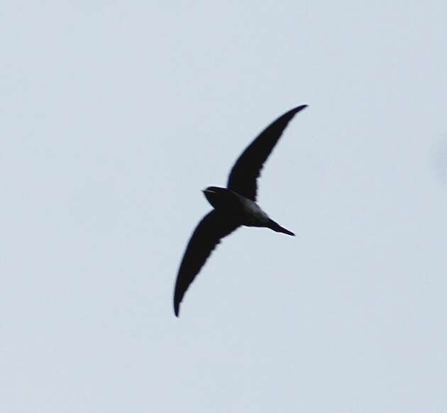 Image of Crested Treeswift