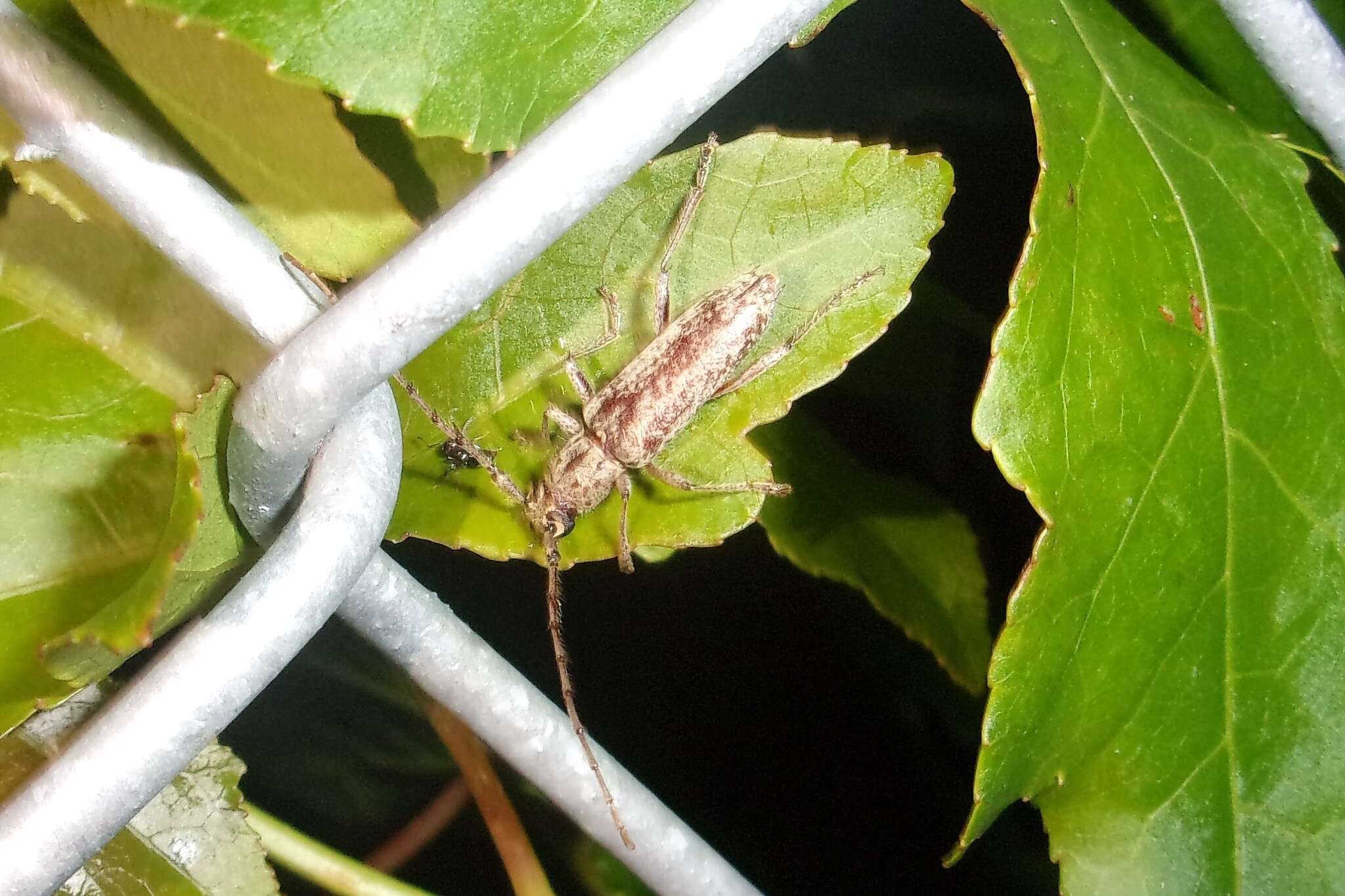 Image of Spined Oak Borer