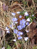 Image of hepatica