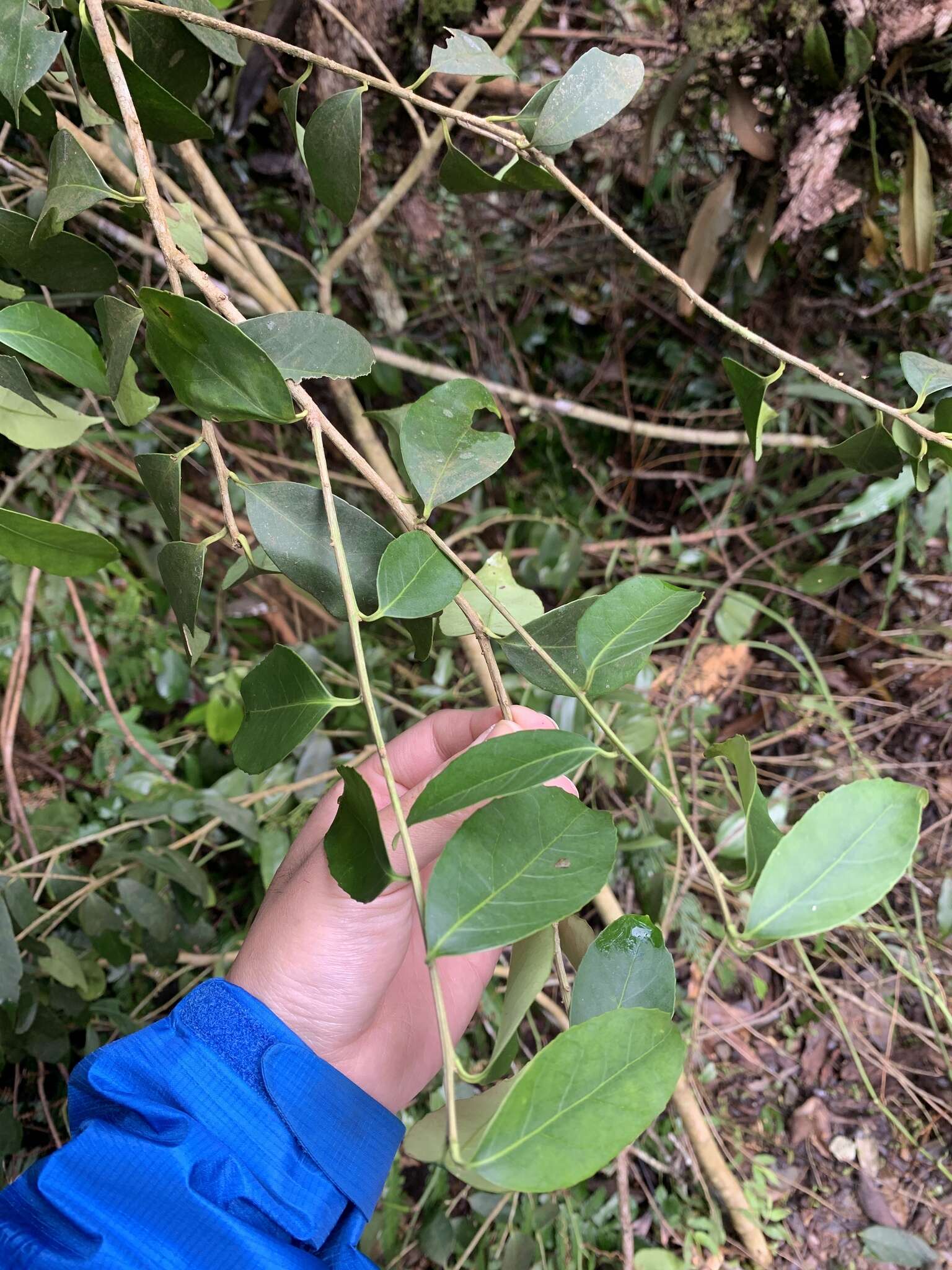 Ilex formosana Maxim. resmi