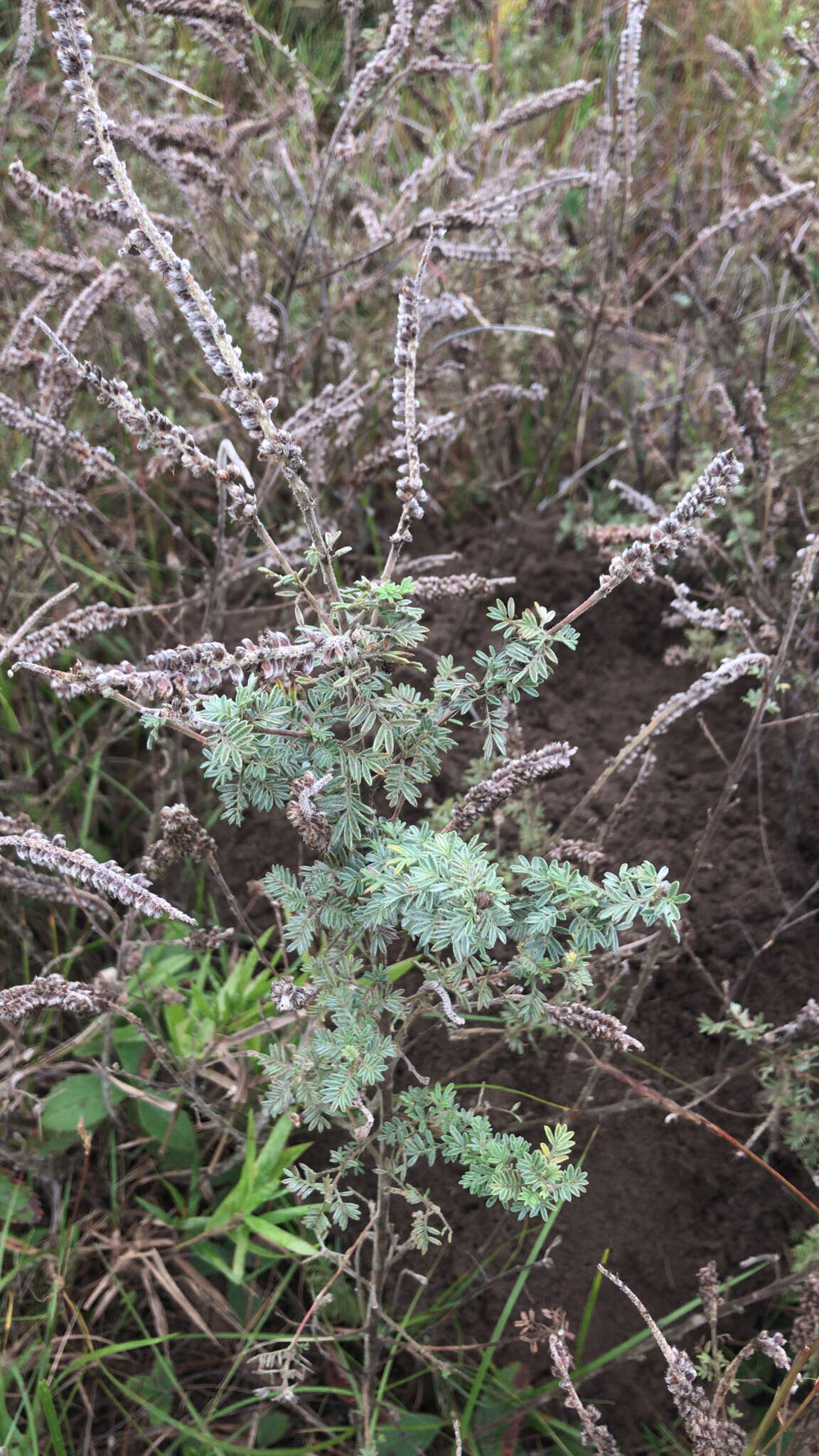 Image of silky prairie clover