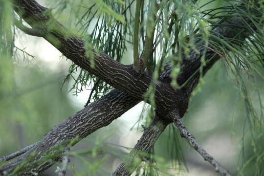 Image of Exocarpos cupressiformis Labill.