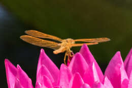 Image of Mexican Amberwing